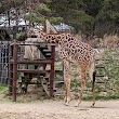 Giraffe Savanna