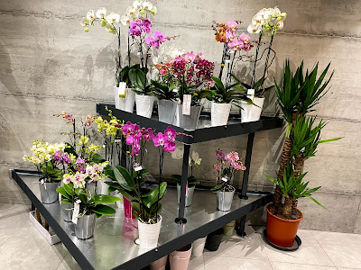 DECURNINGE Fleurs à Publier