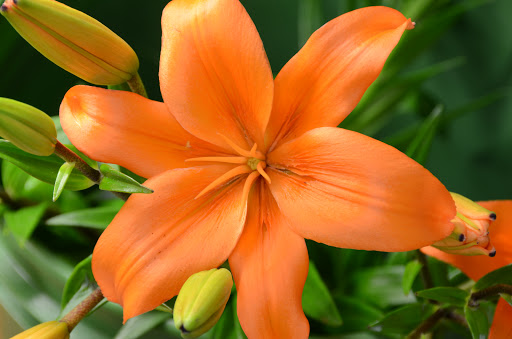 Florist «Rosey Posey Florist», reviews and photos, 223 Cs-1127, Elizabethtown, KY 42701, USA