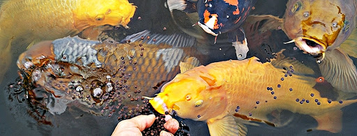 Koi-Island | Japankois und Koifutter unter Beeskow, 