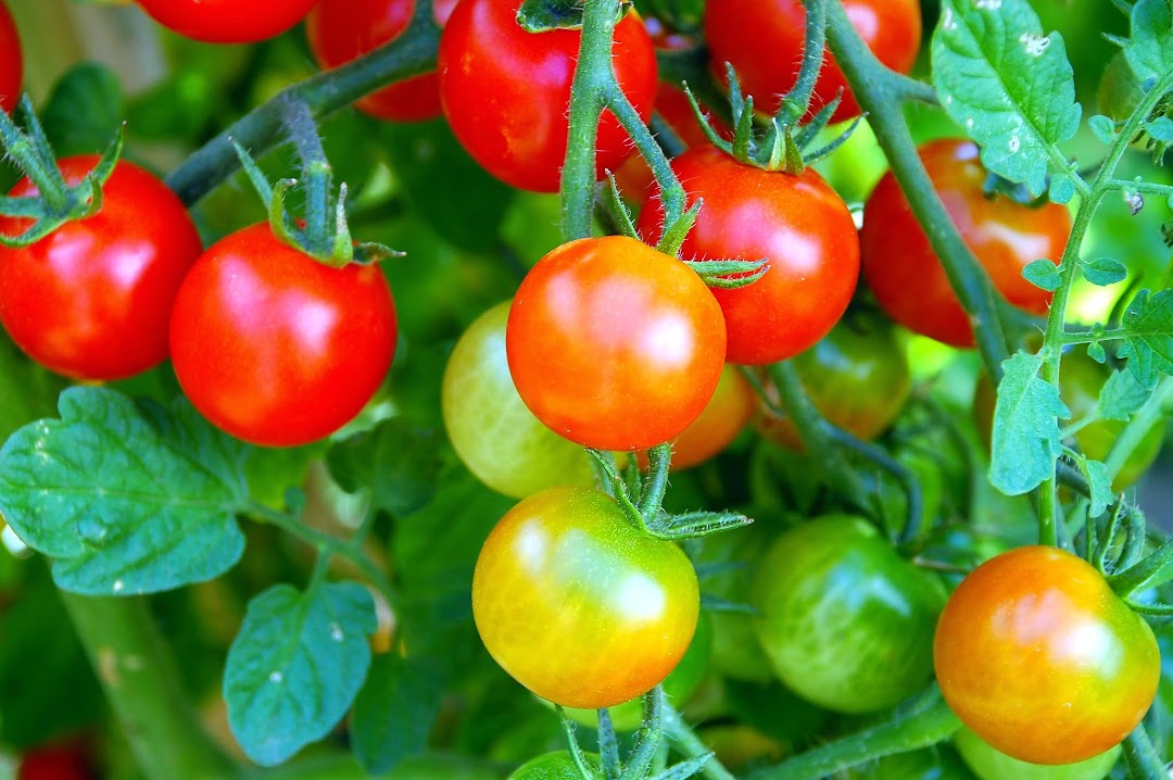 American Agriculture