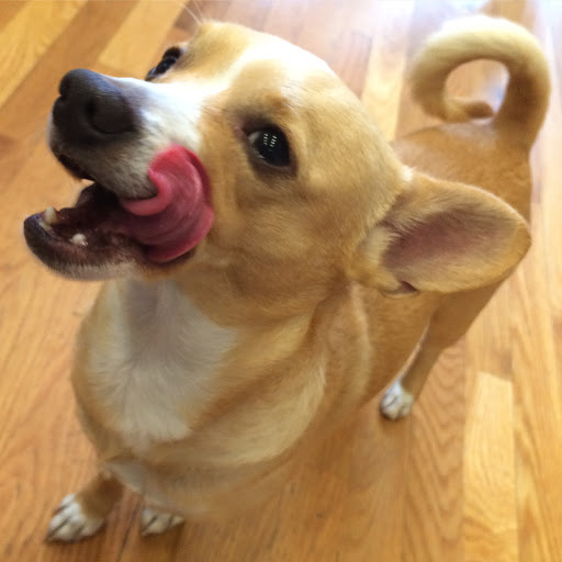 Pet Supply Store «The Fish & Bone, Boston MA», reviews and photos, 217 Newbury St, Boston, MA 02116, USA