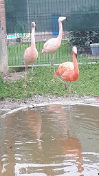 Photo n°46 de La Cour Des Oiseaux à Gougenheim ()