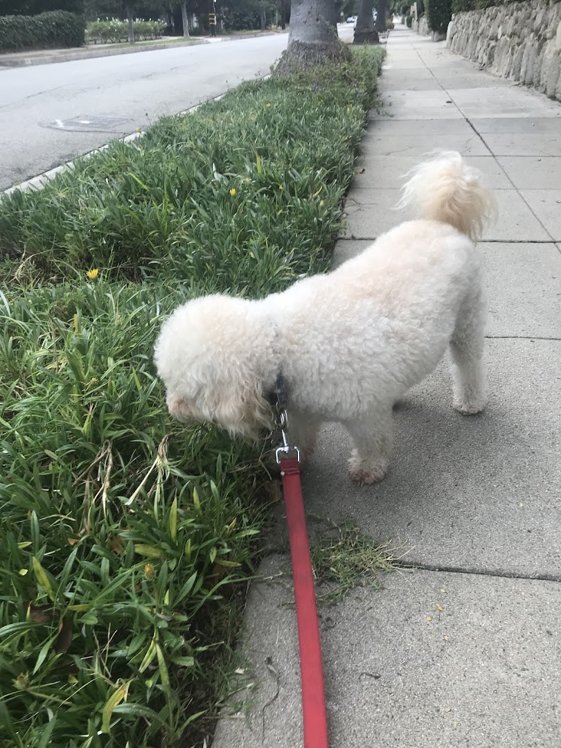 Sierra Tails Dog Walking