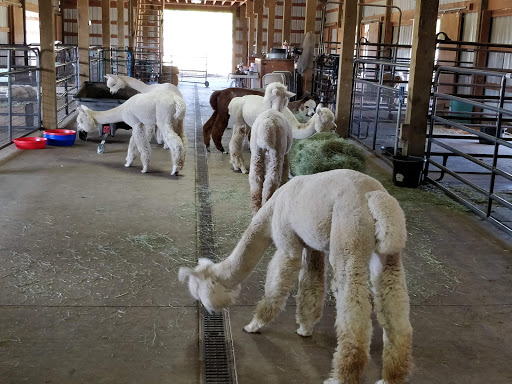 Livestock Breeder «Alpacas at Marquam Hill Ranch», reviews and photos, 35835 OR-213, Molalla, OR 97038, USA