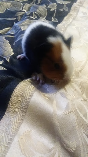 Pet Supply Store «Pet Supplies Plus», reviews and photos, 8170 E Broad St, Reynoldsburg, OH 43068, USA