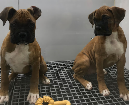 Pet Store «Petland», reviews and photos, 920 Hebron Rd, Heath, OH 43056, USA