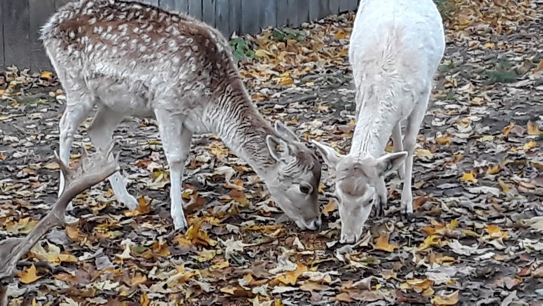 Vermont Veterans Home Deer Park