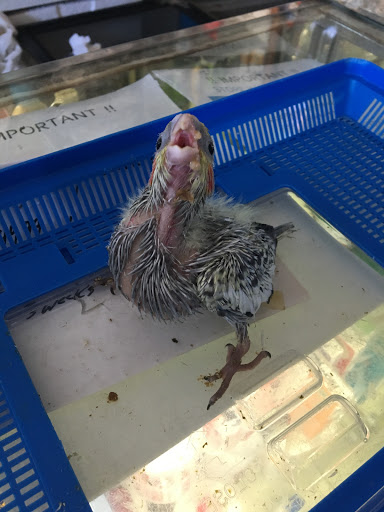 Pet Store «Mike Pet Center LLC», reviews and photos, 133 NJ-35, Neptune City, NJ 07753, USA