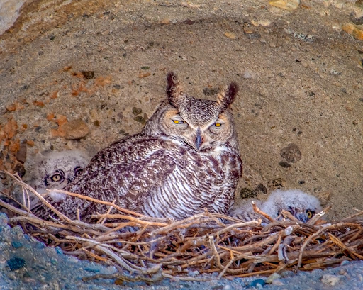 Wedding Venue «Desert Adventures Metate Ranch», reviews and photos, 38635 Monroe St, Indio, CA 92203, USA