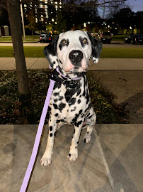 Tip Top K9 Southern Nashville Dog Training - Photo 6 - Car repair in Nashville, TN, Nashville