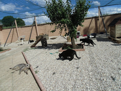 Vive Le Chat à Montchevreuil