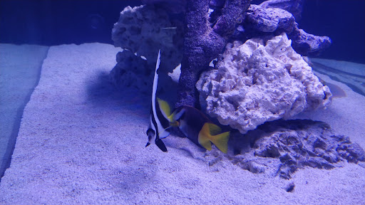 Tropical Fish Store «Elegant Reef - Tropical Fish Studio», reviews and photos, 301 W Nakoma Dr, San Antonio, TX 78216, USA