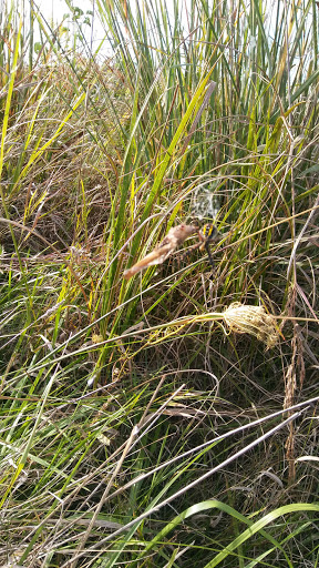 Nature Preserve «Orland Grassland», reviews and photos, 167th Street & S La Grange Road, Tinley Park, IL 60487, USA