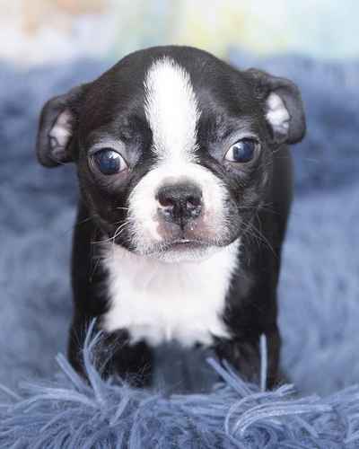 Pet Store «Pet Express», reviews and photos, 100 Independence Way, Danvers, MA 01923, USA