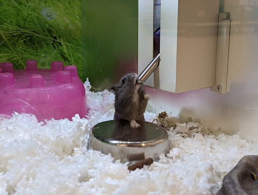 Pet Supply Store «PetSmart», reviews and photos, 21 Trader Ln, Williston, VT 05495, USA