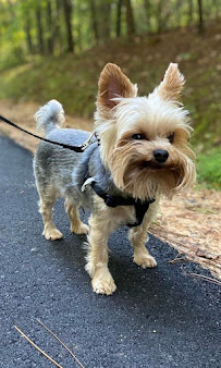 Red Dog Sitting Services, LLC - Photo 5 - Car repair in , Huntsville