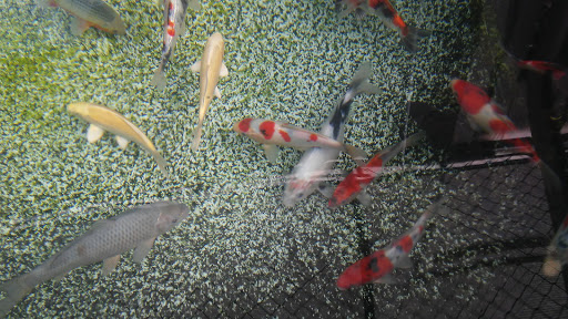 Pet Supply Store «Concord Feed Pet & Livestock Supplies», reviews and photos, 228 Hookston Rd, Pleasant Hill, CA 94523, USA