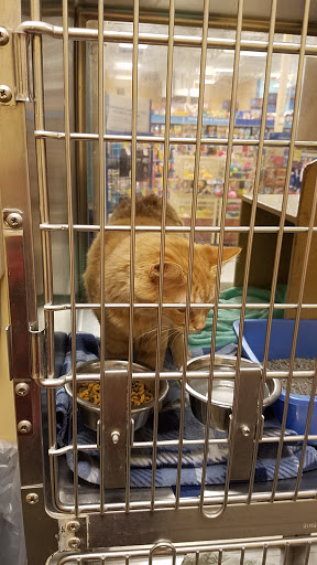 Pet Supply Store «PetSmart», reviews and photos, 4601 Outer Loop, Louisville, KY 40219, USA