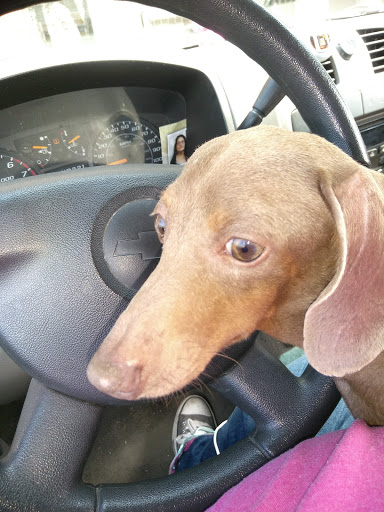 Animal Hospital «Animal Medical Corpus Christi», reviews and photos, 6822 Everhart Rd, Corpus Christi, TX 78413, USA