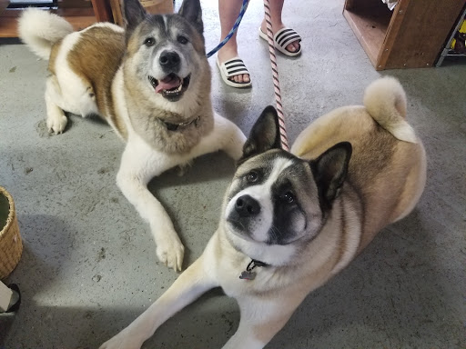 Pet Supply Store «Cheshire Cat & Dog Too», reviews and photos, 1320 Waterbury Rd, Cheshire, CT 06410, USA