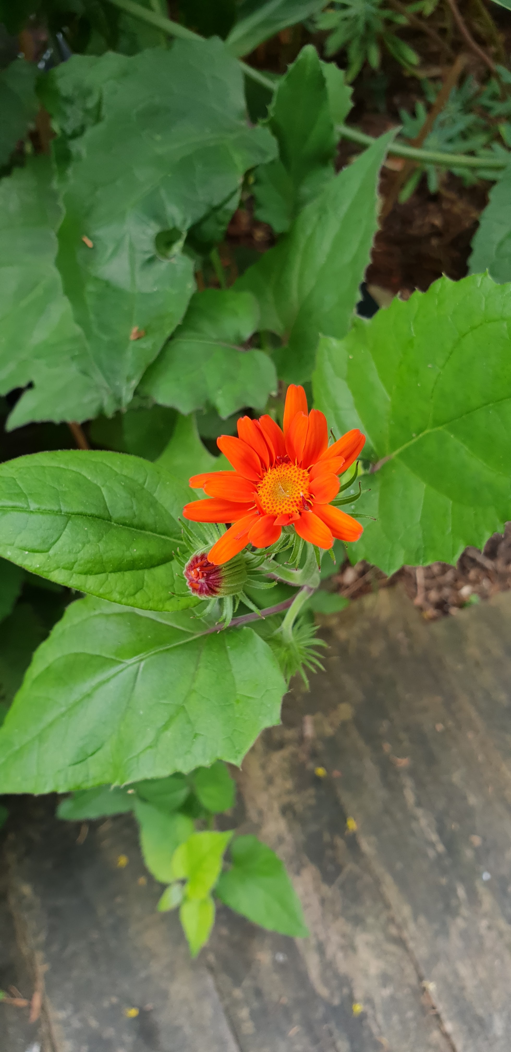 Photo n° 8 de l'avis de Martine.h fait le 19/07/2018 à 18:50