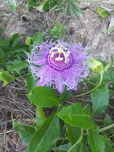 Park «Jesse H. Jones Park & Nature Center», reviews and photos, 20634 Kenswick Dr, Humble, TX 77338, USA