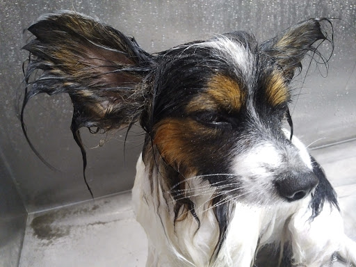 Pet Supply Store «Lemos Feed & Pet Supply», reviews and photos, 1320 Main St, Morro Bay, CA 93442, USA