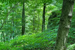 Wyalusing Hardwood Forest image