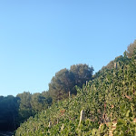 Photo n°3 de l'avis de Rosa.a fait le 22/08/2022 à 18:40 sur le  Terrazza Praié à Colla Micheri