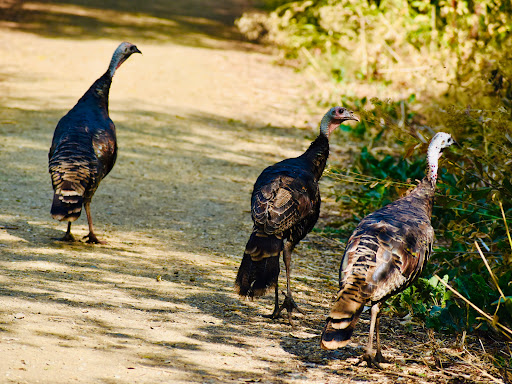 Nature Preserve «Cosumnes River Preserve», reviews and photos, 13501 Franklin Blvd, Galt, CA 95632, USA