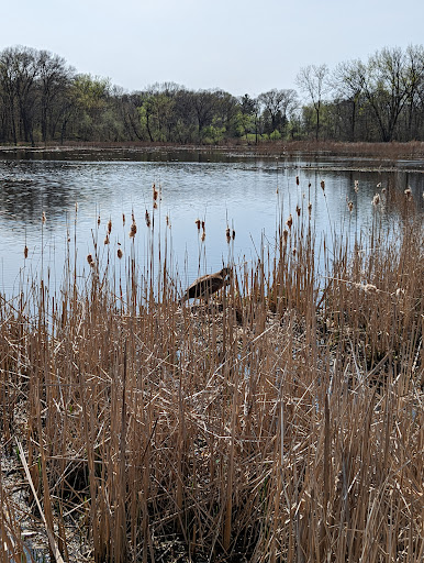 Nature Preserve «Maplewood Nature Center», reviews and photos, 2659 E 7th St, St Paul, MN 55119, USA