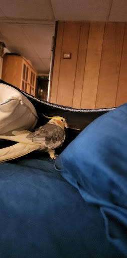 Hardware Store «Harlem Foster Hardware Inc.», reviews and photos, 7230 W Foster Ave, Chicago, IL 60656, USA