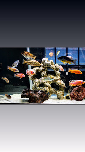 Pet Store «Fins Feathers Paws Claws», reviews and photos, 201 Station Rd, Quakertown, PA 18951, USA