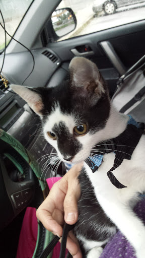 Animal Protection Organization «Charleston Animal Society», reviews and photos