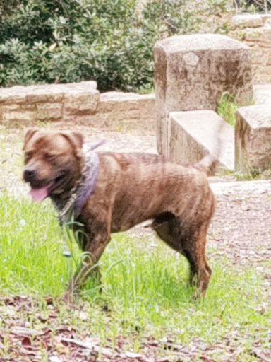 Pet Supply Store «Petco Animal Supplies», reviews and photos, 444 N Santa Cruz Ave, Los Gatos, CA 95030, USA