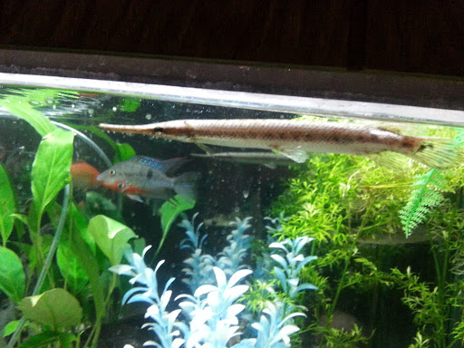 Pet Supply Store «Pet Station Jackson», reviews and photos, 1617 E Michigan Ave, Jackson, MI 49202, USA