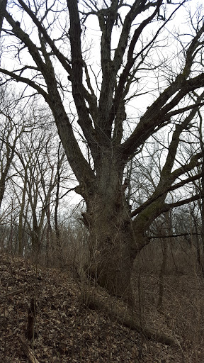 Nature Preserve «Knute Olson, Jr. Forest Preserve», reviews and photos, 12595 Base Line Rd, Kingston, IL 60145, USA