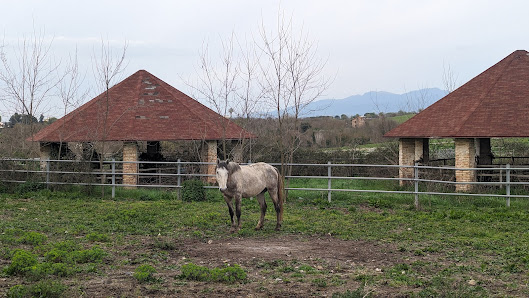 Allevamento Statale Del Cavallo Lipizzano Via Casale Nuovo, 00010 Montelibretti RM, Italia