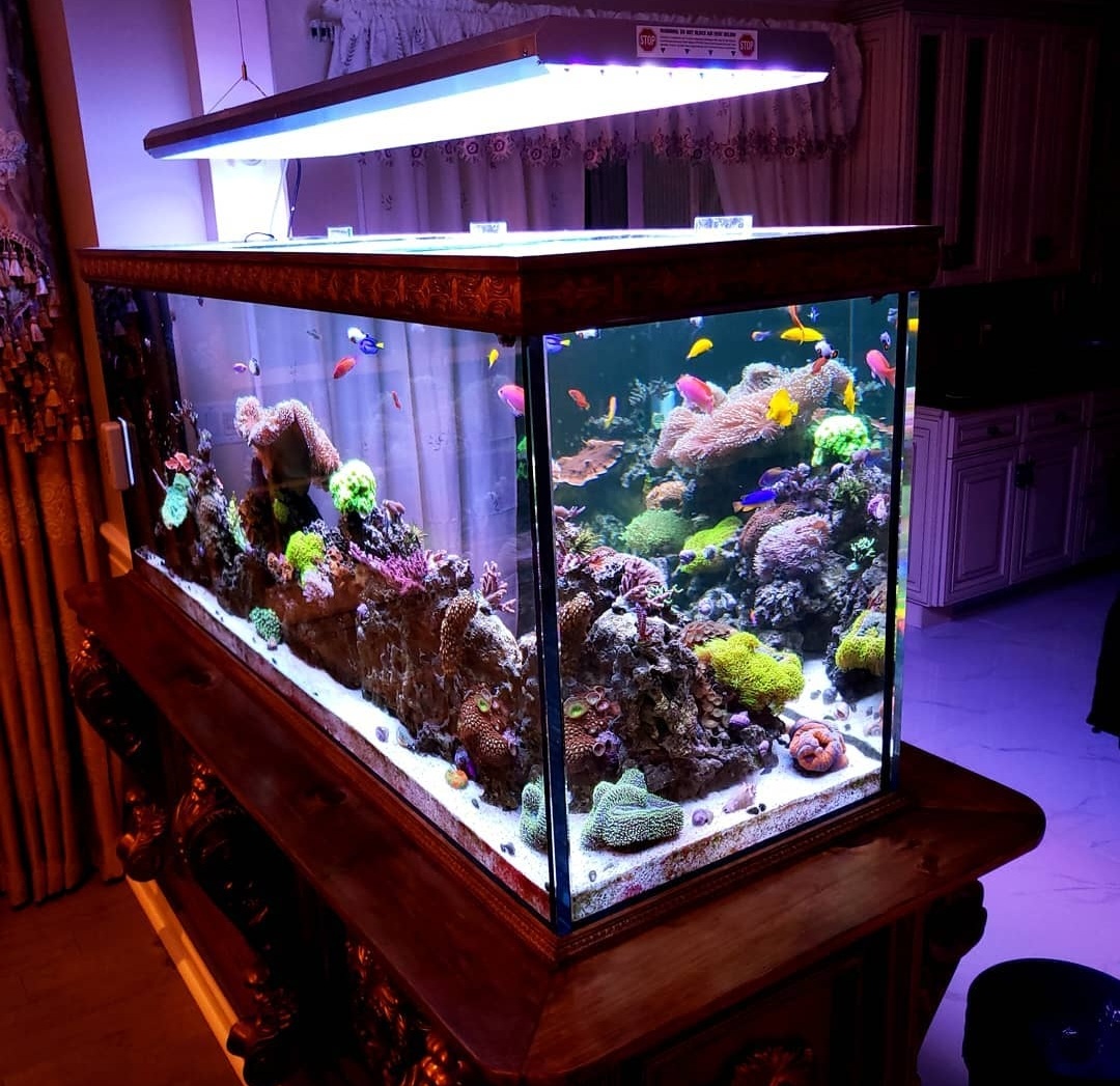 Pristine Marine Aquariums