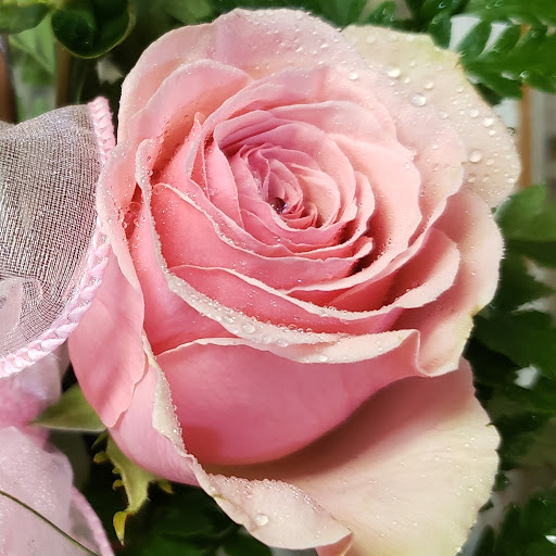 Florist «Carrolls Florist of Beverly», reviews and photos, 385 Cabot St, Beverly, MA 01915, USA