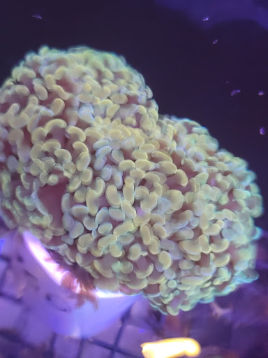 Aquarium «Marine EXTREMES», reviews and photos, 6257 E 21st St N, Wichita, KS 67208, USA