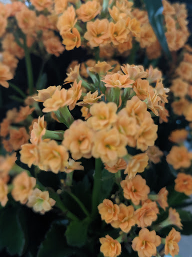 Florist «Flowerama», reviews and photos, 4 W Hawley St, Mundelein, IL 60060, USA