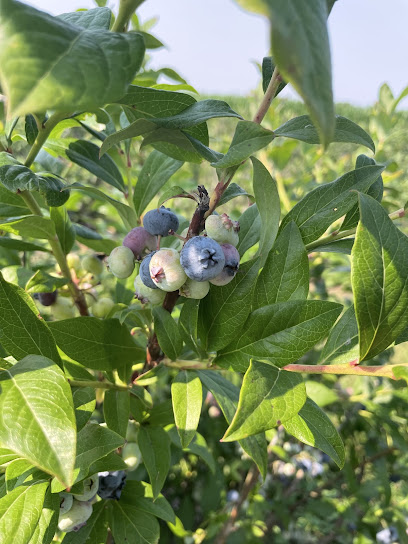 Pheasant Hill Blueberries