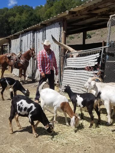 Horse breeder Oakland