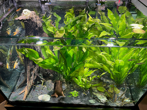 Tropical Fish Store «Aquarium Co-Op», reviews and photos, 9661 Firdale Ave, Edmonds, WA 98020, USA