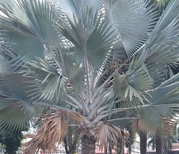 Public park, Si Racha Subdistrict Municipality photo