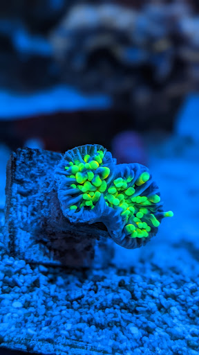 FINDYOURCORAL unter Kaufering, 