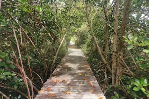 สะพานป่าชายเลน (Mangrove Forests) image