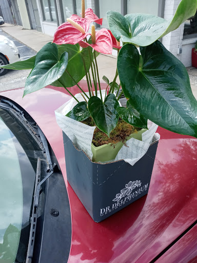 Florist «Dr Delphinium Flower & Orchid House», reviews and photos, 513 W Campbell Rd, Richardson, TX 75080, USA